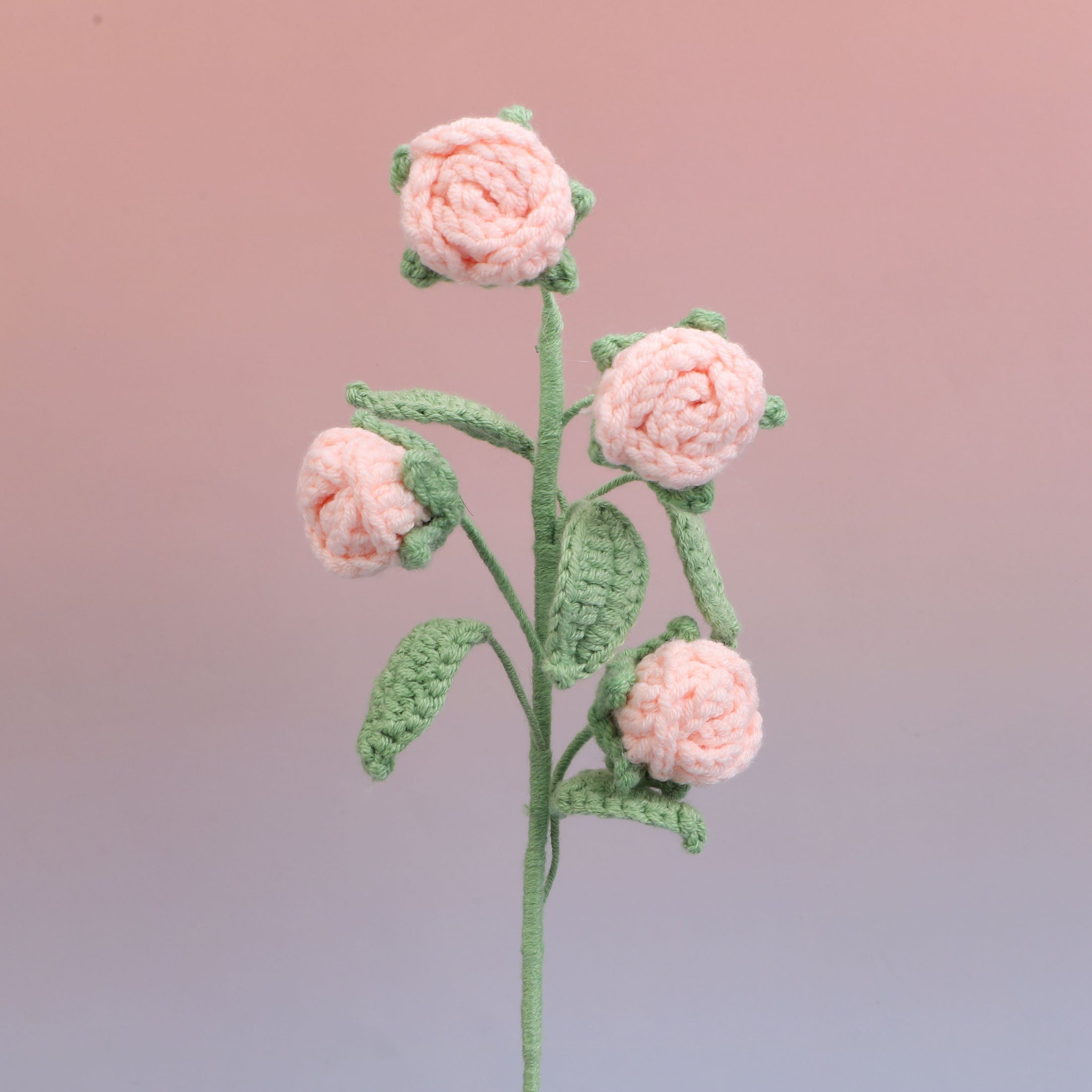 Rose-4