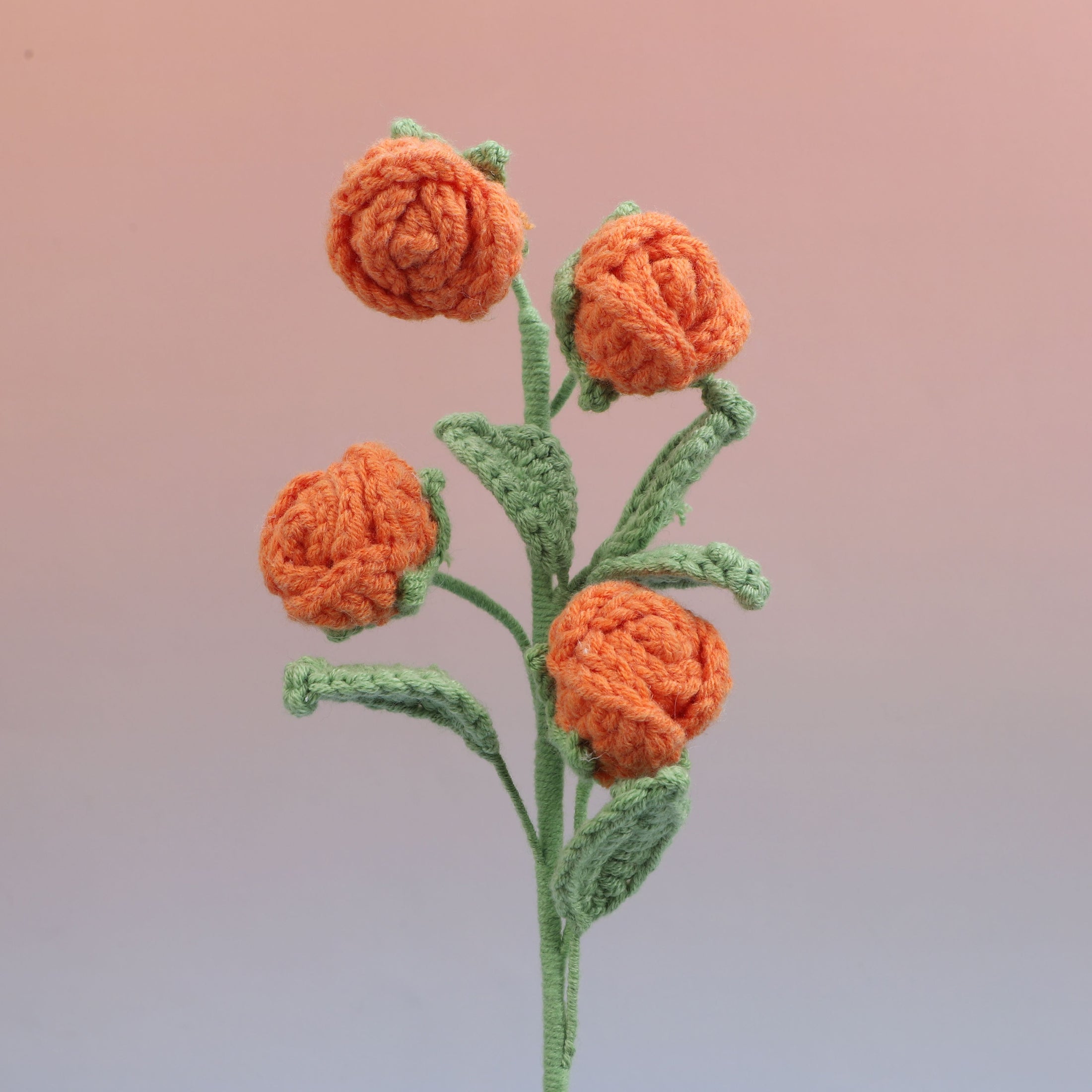 Rose-4