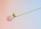 Little Daisy