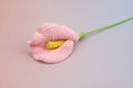 Arum Lily