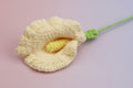 Arum Lily