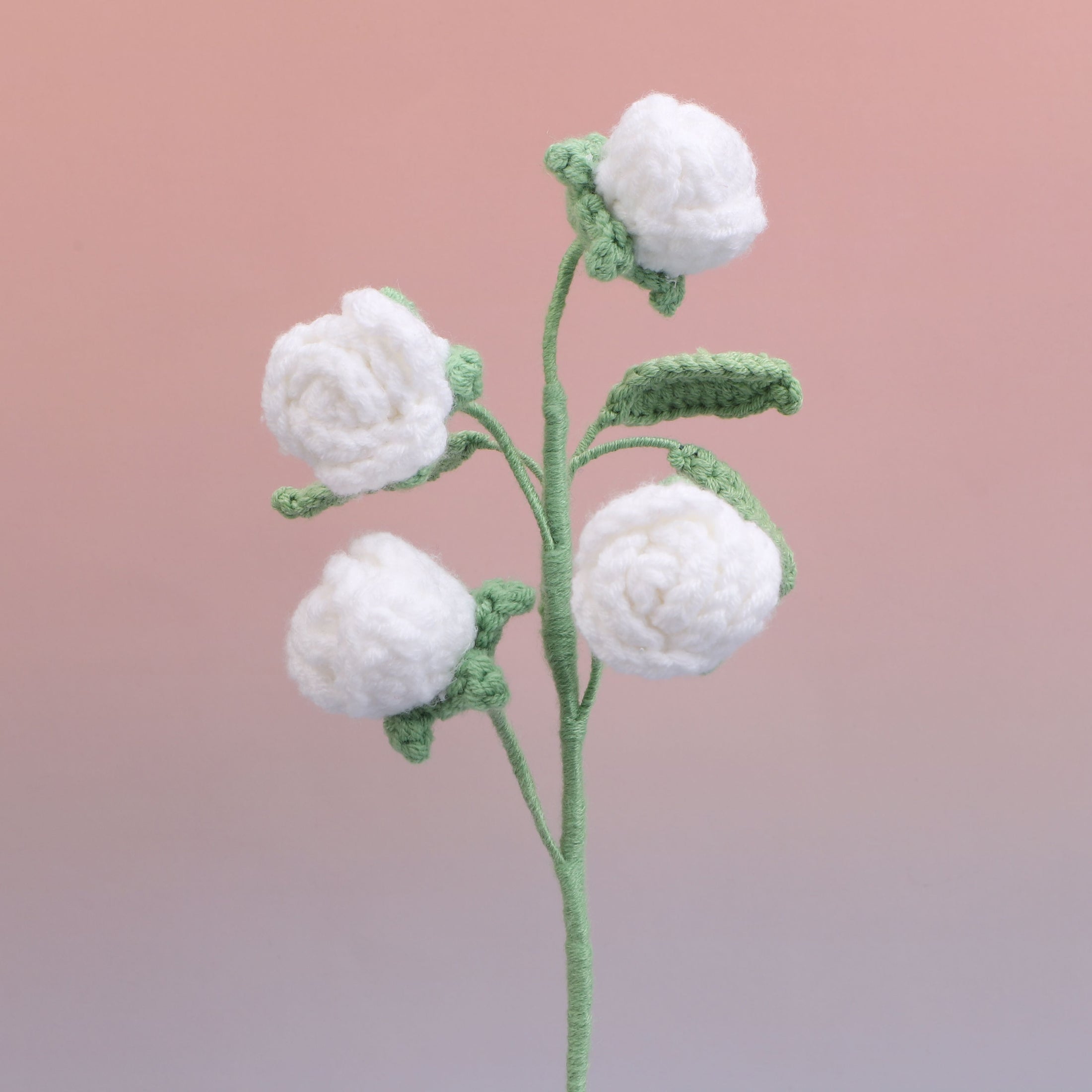 Rose-4