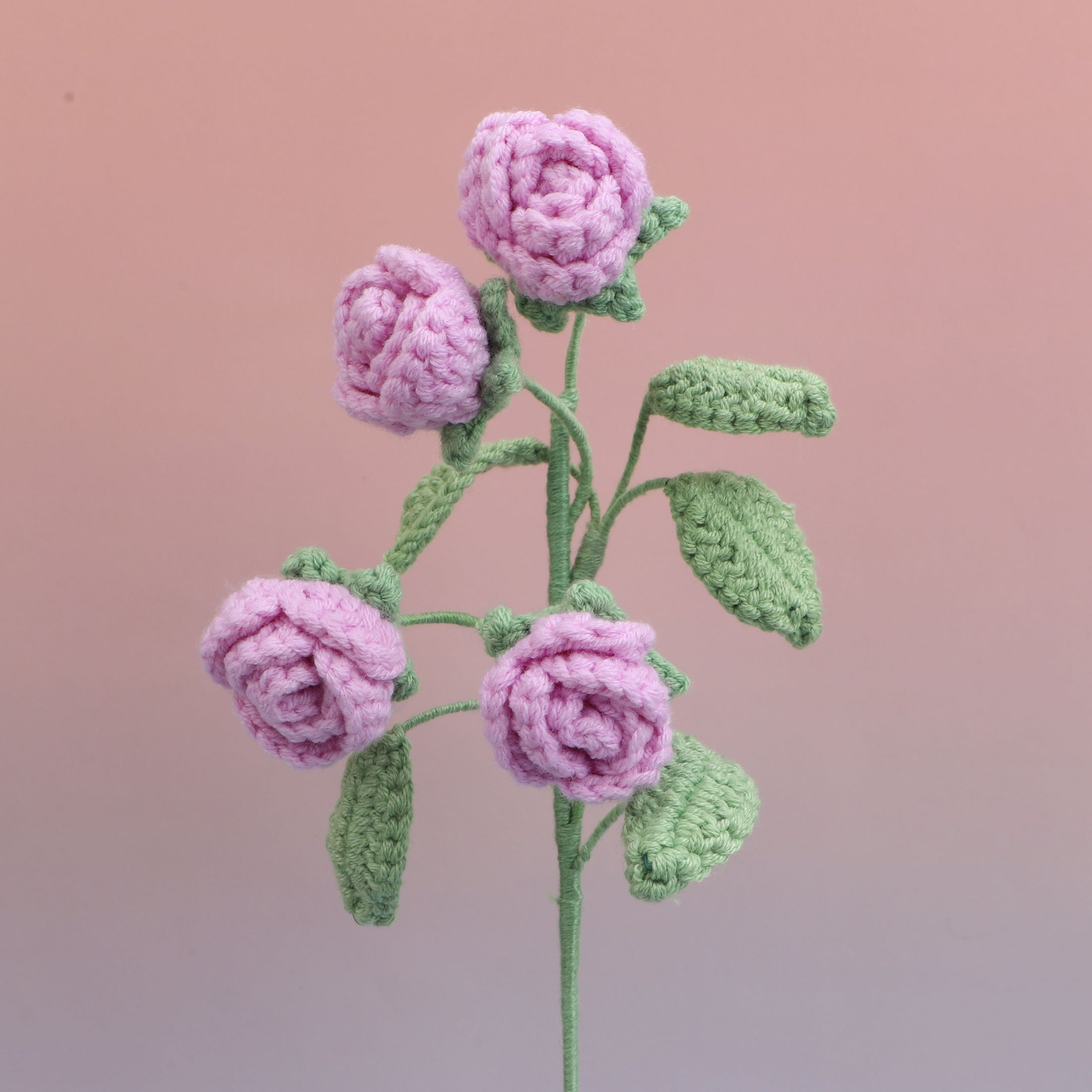 Rose-4