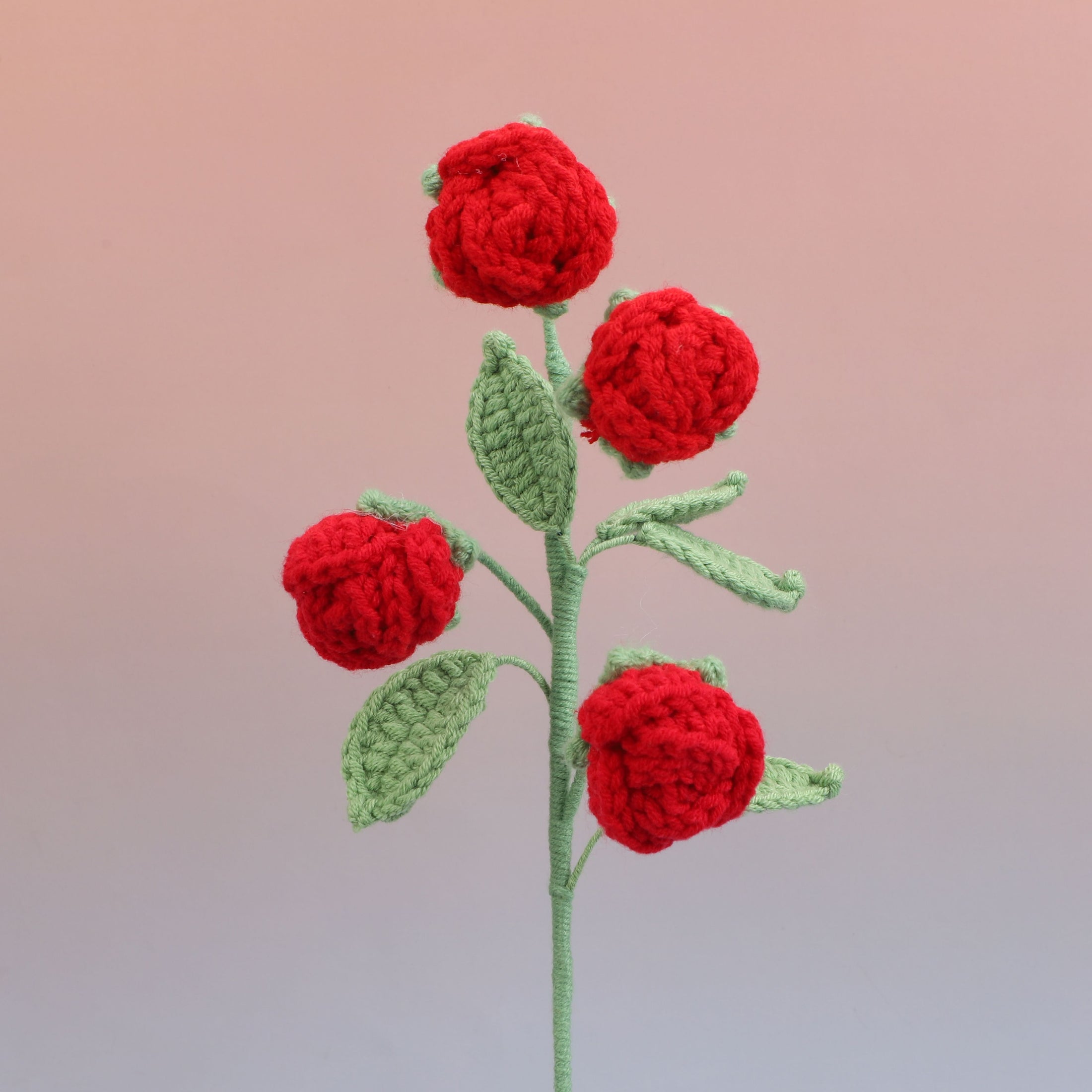 Rose-4