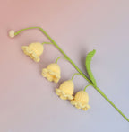 Lily of the Valley-4
