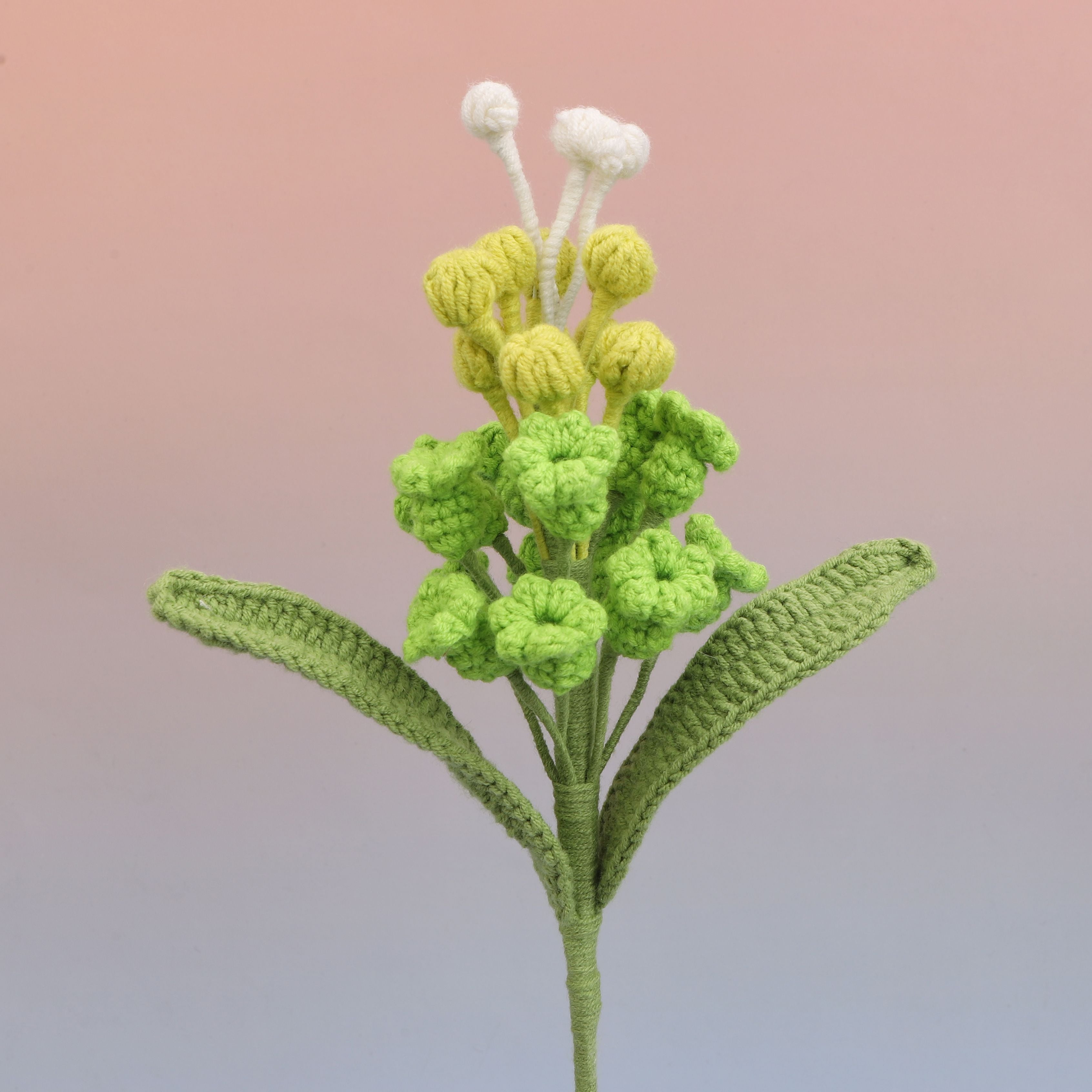 Hyacinthus