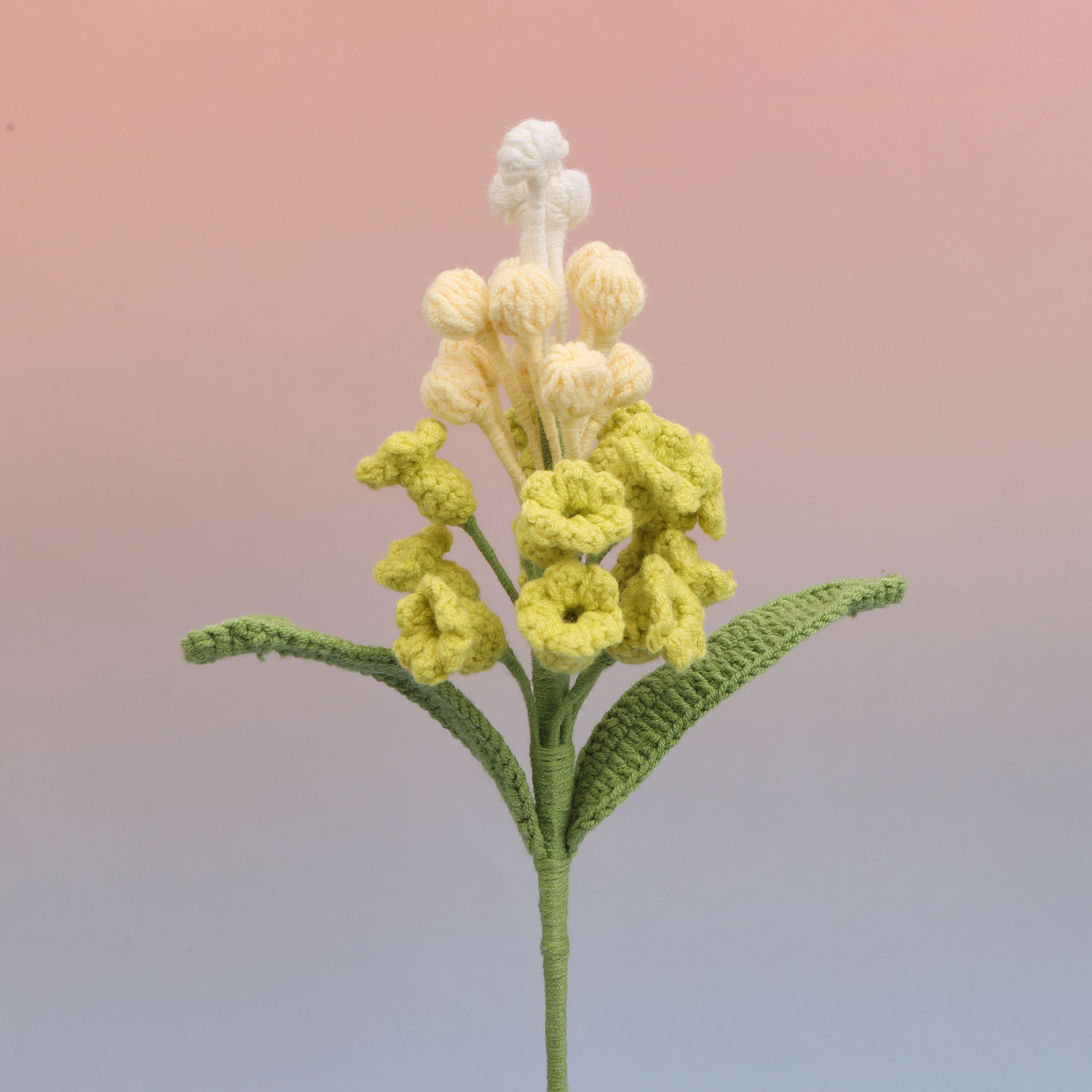 Hyacinthus
