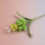 Hyacinthus