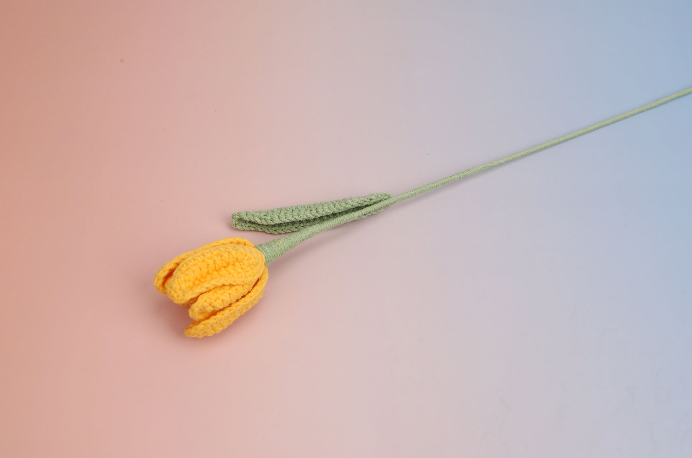 Tulip-bloom