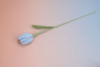 Tulip-bloom