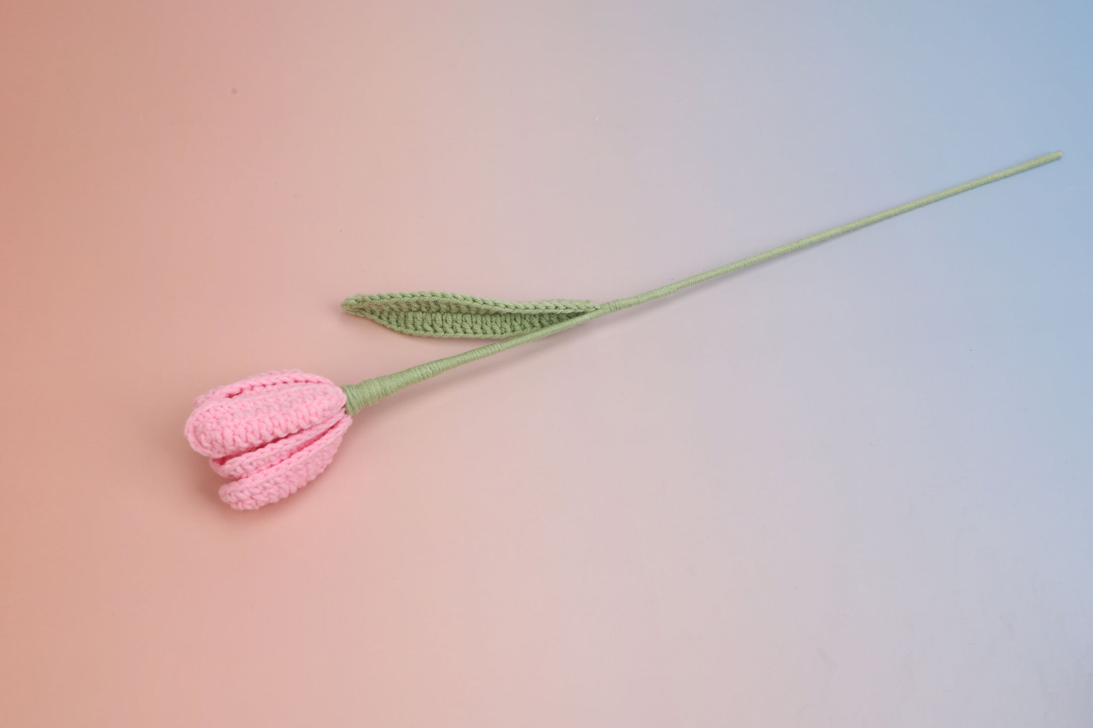 Tulip-bloom
