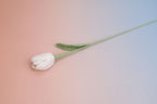 Tulip-bloom
