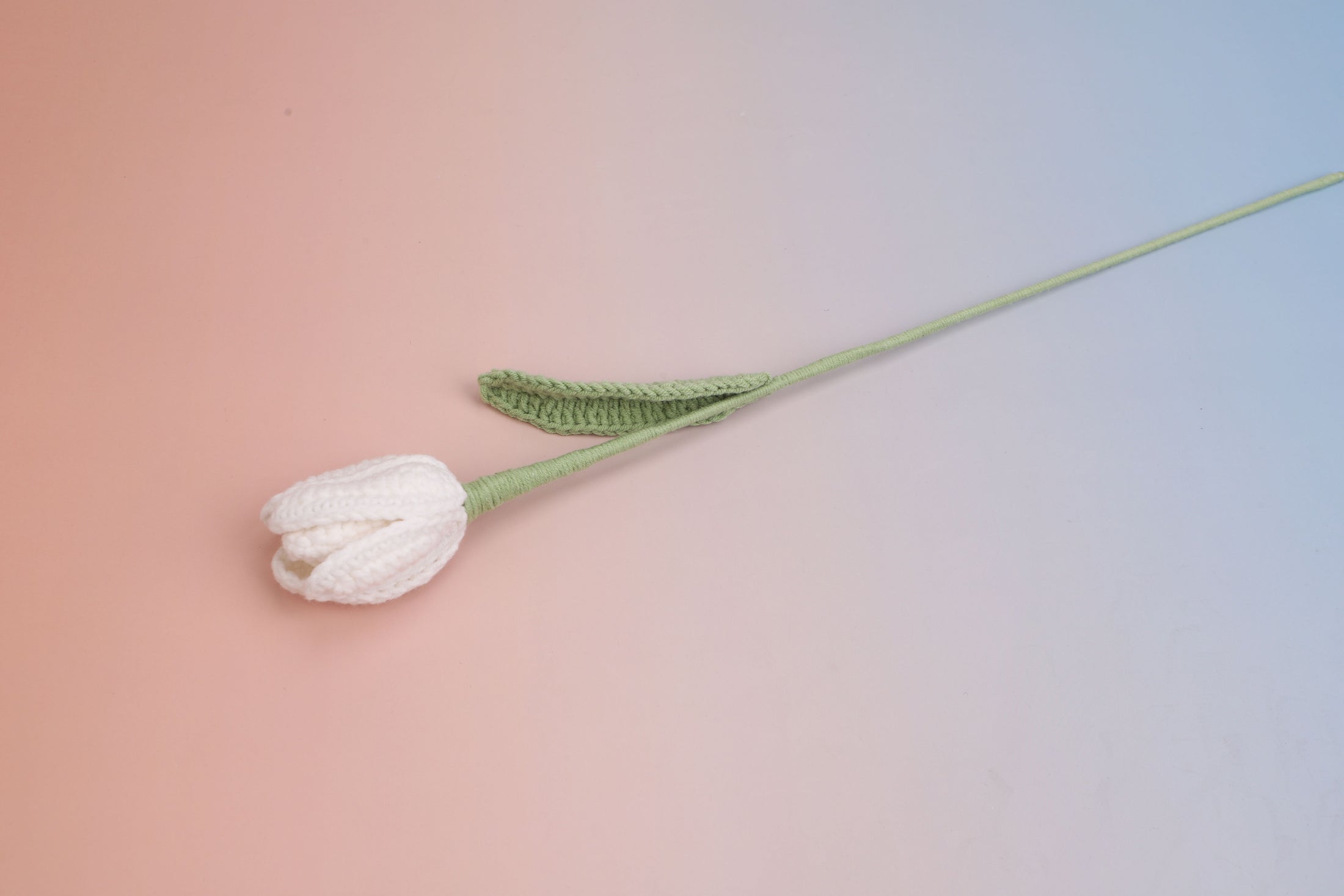 Tulip-bloom