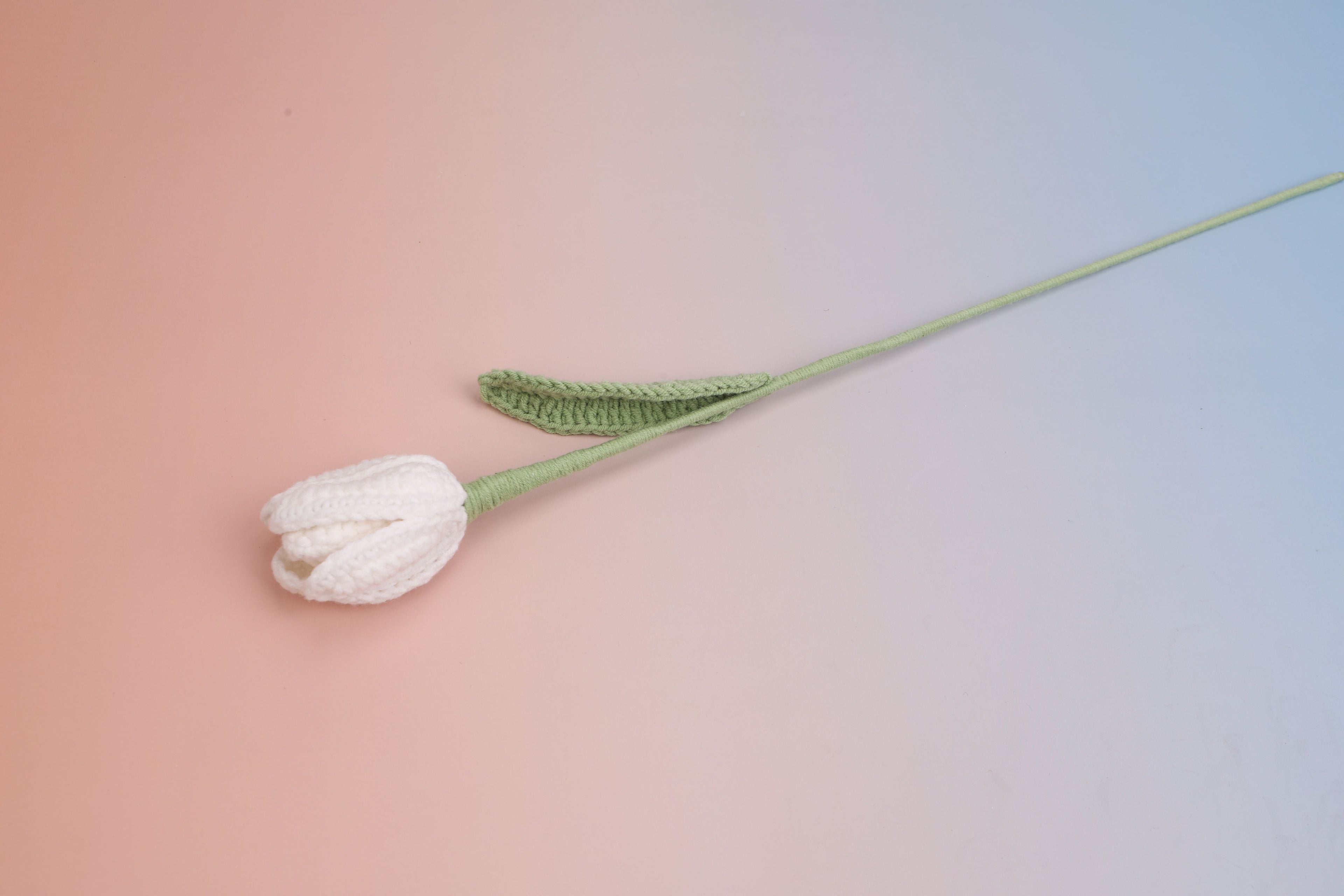 Tulip-bloom