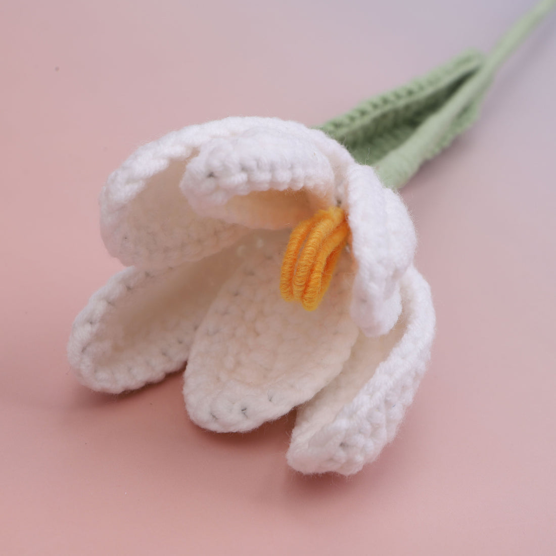 Tulip Blooms — White