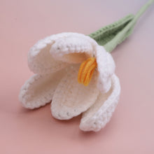 Tulip Blooms