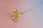 Gesang Flower